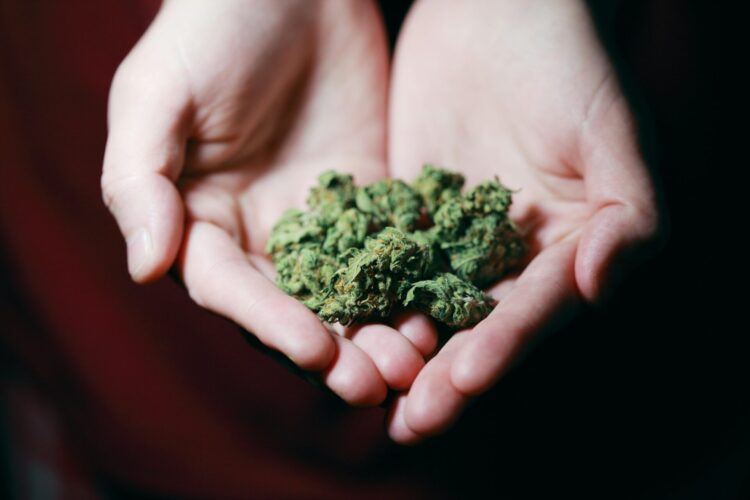 Close up photo of hands holding marijuana