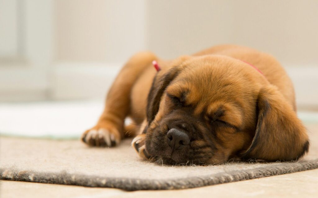 Brown dog sleeping on a brown mat