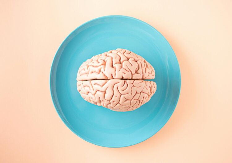 brain model on a plate