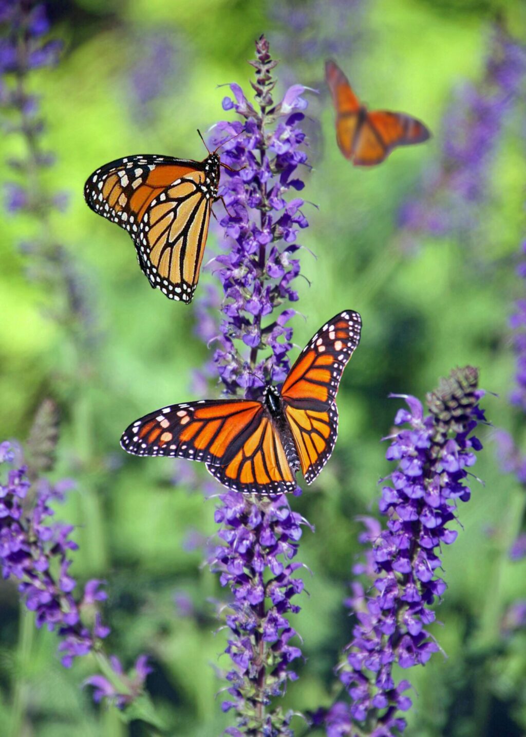 Butterflies perched on lavender flower