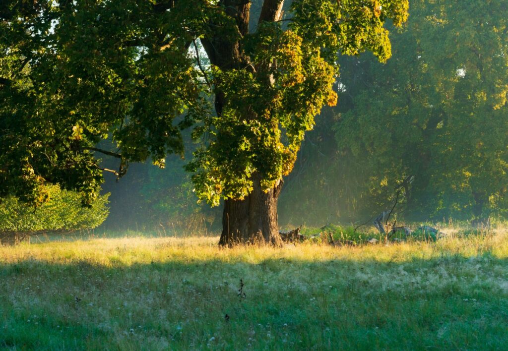 Lush green meadow with majestic oak tree