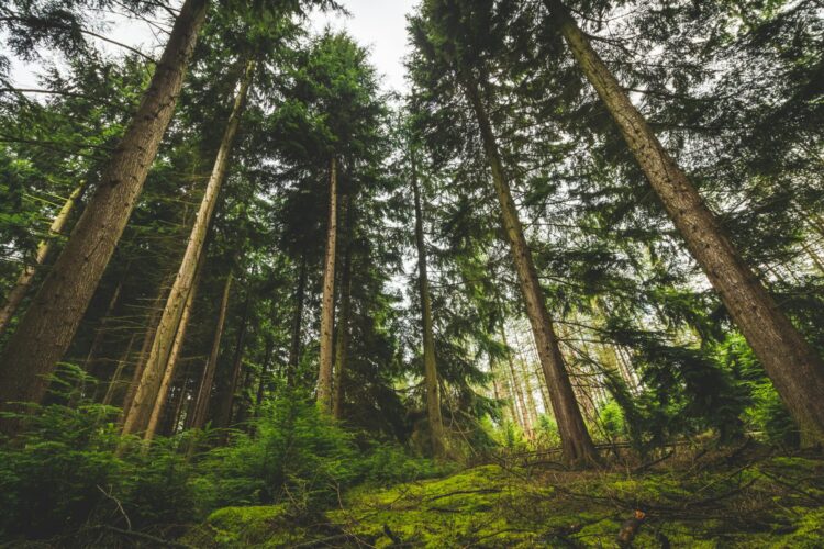 Low angle view of trees in forest