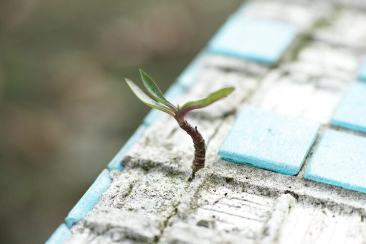 Green leafed plant on sand