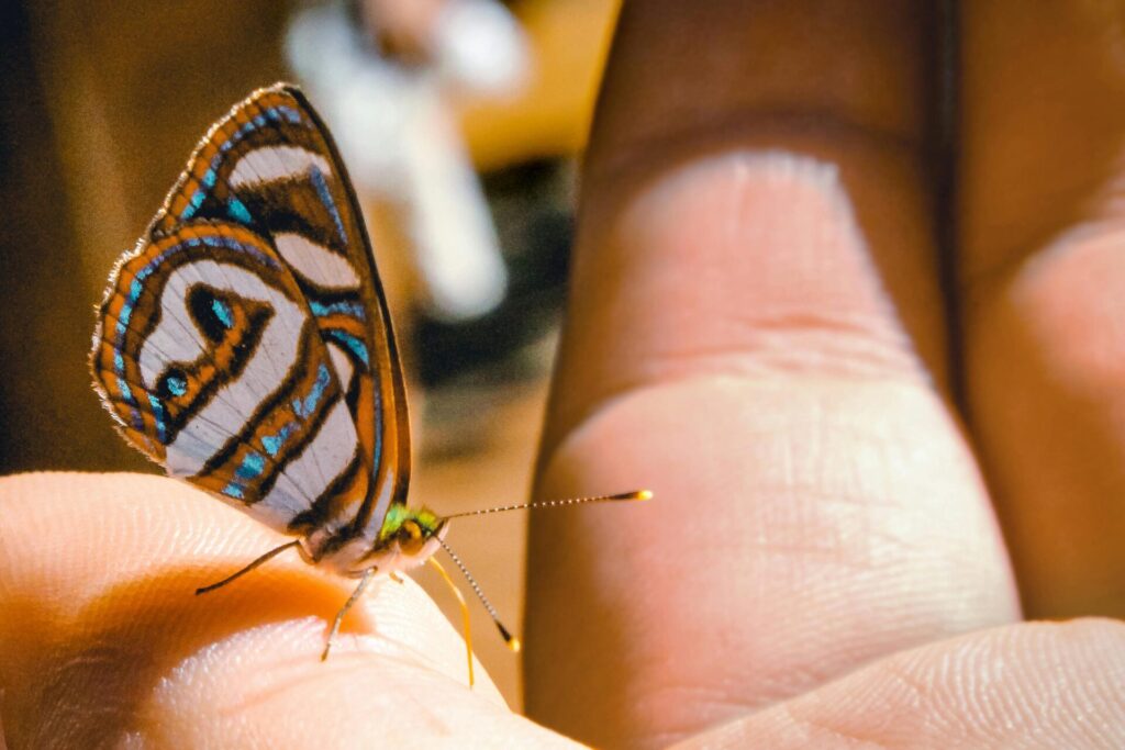 Butterfly on human finger