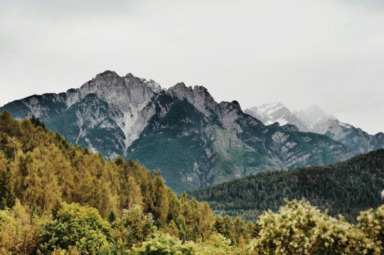 Green trees near mountains