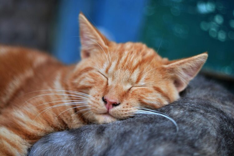 Orange cat sleeping on another cat