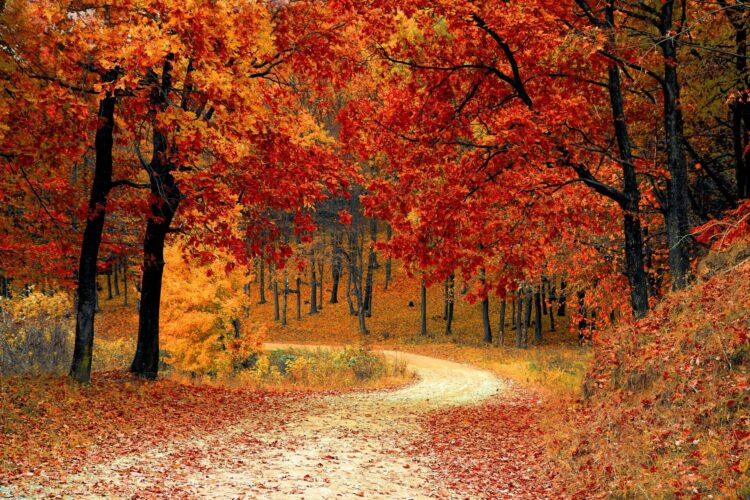 Red leaves tress near a road