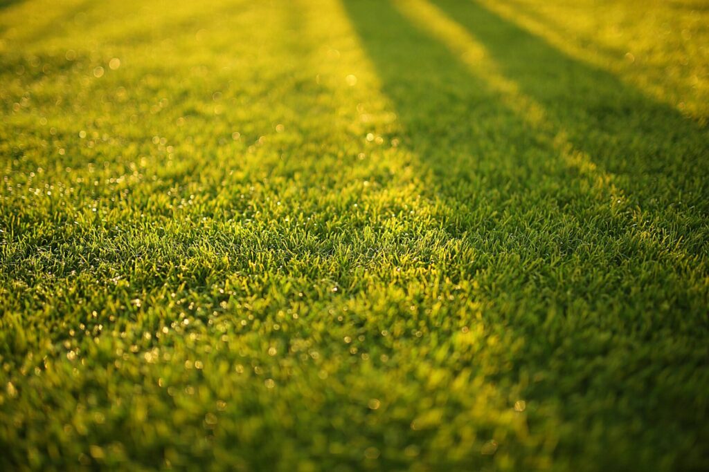 Grass on a field