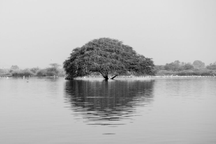 Big tree standing in body of water