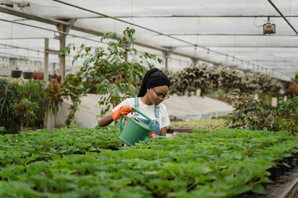 Person watering plants in a green house