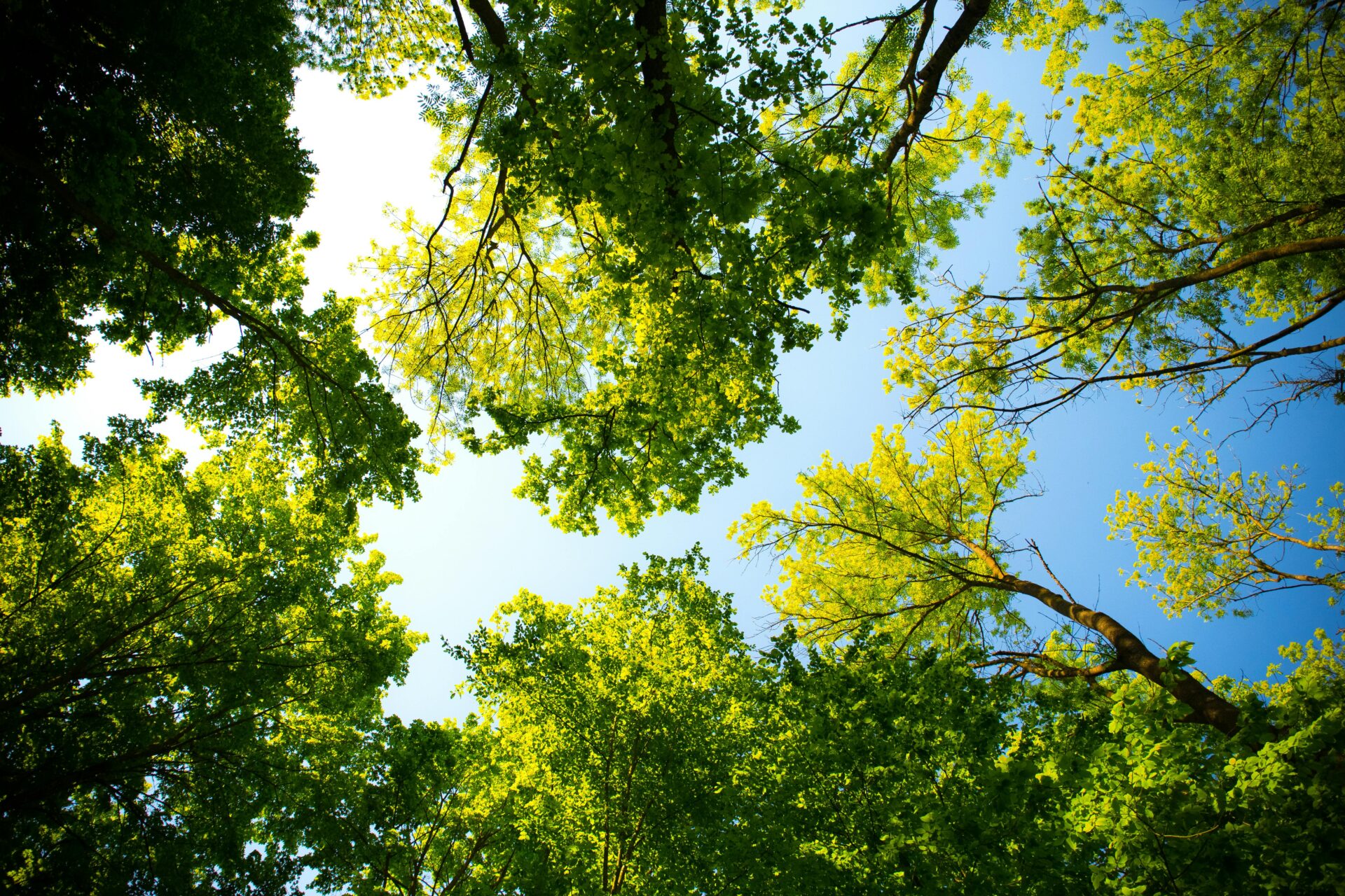 Low angle view of tall trees