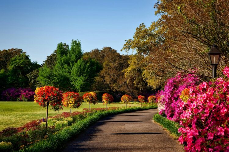 Gray concrete pathway besides pink flowers