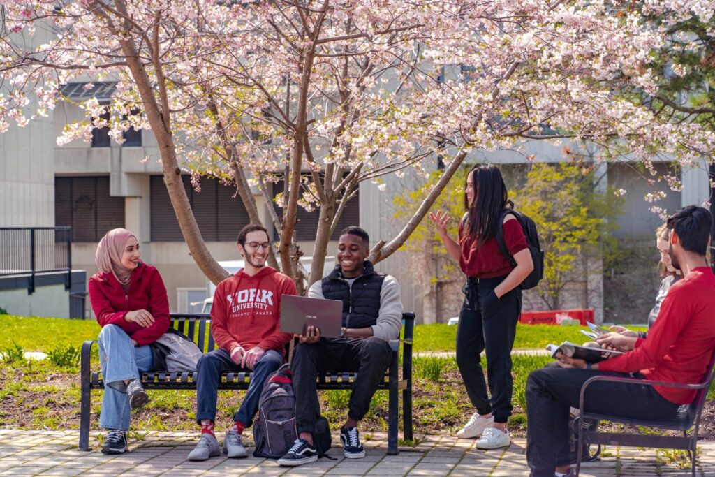 York University students gather outdoors beneath blooming cherry blossom trees, talking and studying.